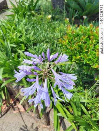 木更津市鹽浜公園盛開的百子蓮 木更津市鹽浜公園盛開的百子蓮 140826781
