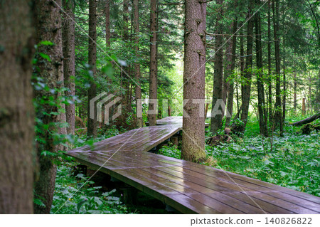 Curved wooden boardwalk leading through dense forest, surrounded by green foliage and tall trees, nature trail, eco tourism and peaceful woodland walk 140826822