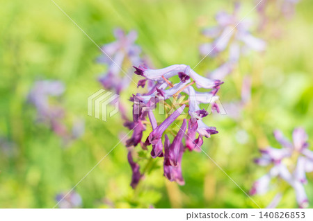 春日田野與山巒:紫堇屬植物(Corydalis ambigua 05)的紫色花朵 春日田野與山巒:紫堇屬植物(Corydalis ambigua 05)的紫色花朵 140826853