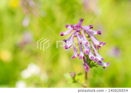 Springtime fields and mountains: Purple flowers of Corydalis ambigua 06 140826854