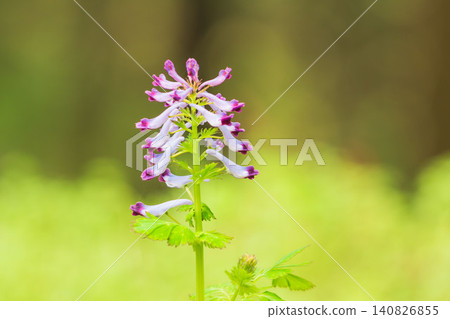 春日田野與山巒:紫堇屬植物(Corydalis ambigua)的紫色花朵 07 春日田野與山巒:紫堇屬植物(Corydalis ambigua)的紫色花朵 07 140826855