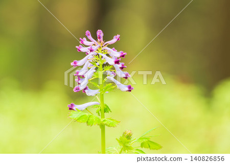 Springtime fields and mountains: Purple flowers of Corydalis ambigua 08 Springtime fields and mountains: Purple flowers of Corydalis ambigua 08 140826856