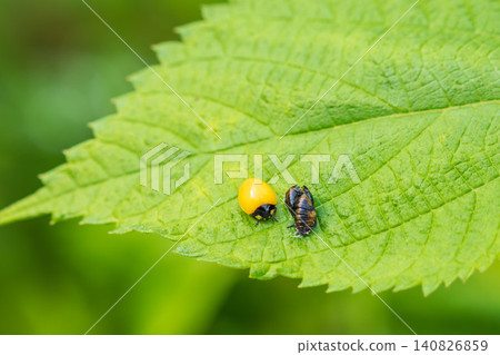 Springtime fields and mountains: A newly emerged yellow ladybug (02) Springtime fields and mountains: A newly emerged yellow ladybug (02) 140826859