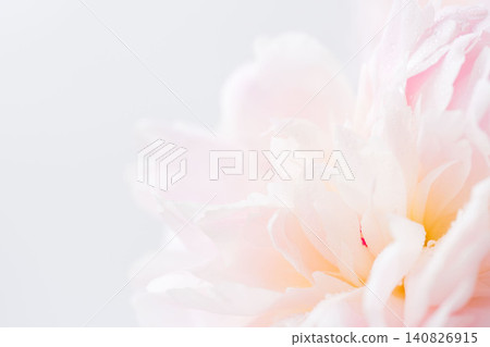 粉紅色牡丹花的微距攝影(26) 粉紅色牡丹花的微距攝影(26) 140826915