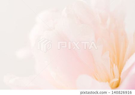 粉紅色牡丹花的微距攝影 27 粉紅色牡丹花的微距攝影 27 140826916