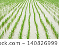 Rainy season rains falling on rice paddies immediately after planting. 140826999