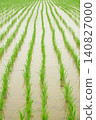 Rainy season rains falling on rice paddies immediately after planting. 140827000