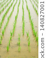 Rainy season rains falling on rice paddies immediately after planting. 140827001