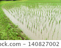 Rainy season rains falling on rice paddies immediately after planting. 140827002