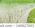 Rainy season rains falling on rice paddies immediately after planting. 140827003