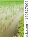 Rainy season rains falling on rice paddies immediately after planting. 140827004
