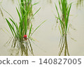 The bright pink eggs of the giant apple snail are laid at the base of young rice plants in a paddy field during the rainy season. 140827005