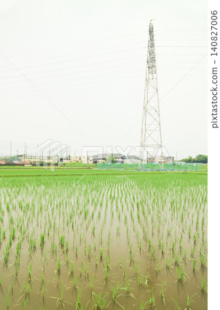 A rice paddy just after planting, with a power transmission tower towering in the background, as rain falls during the rainy season. 140827006