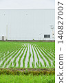 A linear landscape created by rows of rice plants in a paddy field immediately after planting, with a white building standing in the background. 140827007