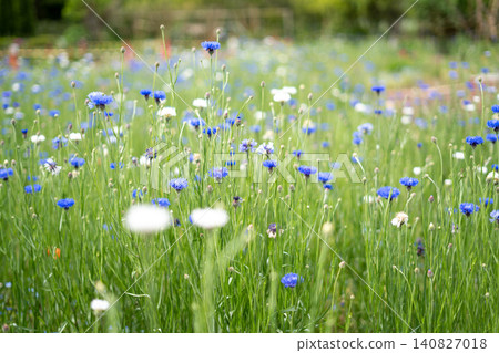 [Toneri Park] White flowers in the foreground and a field of blue cornflowers. 140827018