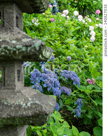 雨中,寺廟庭院裡的繡球花盛開 雨中,寺廟庭院裡的繡球花盛開 140827038