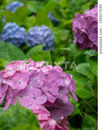 雨中,寺廟庭院裡的繡球花盛開 雨中,寺廟庭院裡的繡球花盛開 140827040