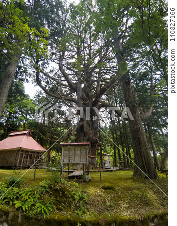 Hakusan Shrine where a large cedar tree in Mushikawa, Joetsu City, Niigata Prefecture is enshrined Hakusan Shrine where a large cedar tree in Mushikawa, Joetsu City, Niigata Prefecture is enshrined 140827166