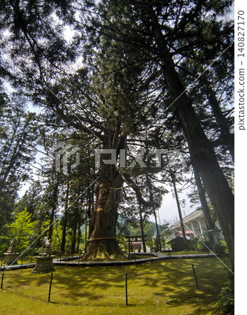 Hakusan Shrine where a large cedar tree in Mushikawa, Joetsu City, Niigata Prefecture is enshrined Hakusan Shrine where a large cedar tree in Mushikawa, Joetsu City, Niigata Prefecture is enshrined 140827170