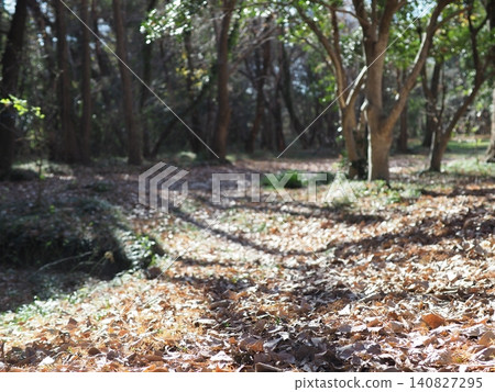 一排秋葉斑駁的水杉樹;森林景觀;留白;背景;與大自然融為一體的空間。 一排秋葉斑駁的水杉樹;森林景觀;留白;背景;與大自然融為一體的空間。 140827295