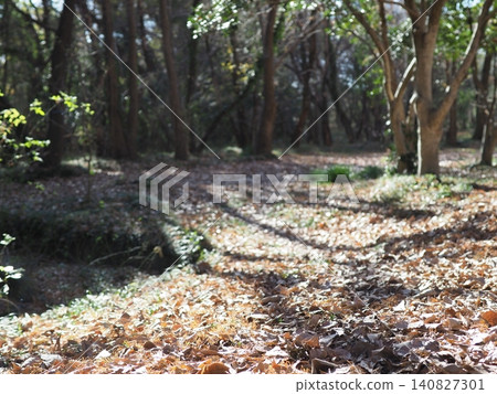 一排秋葉斑駁的水杉樹;森林景觀;留白;背景;與大自然融為一體的空間。 一排秋葉斑駁的水杉樹;森林景觀;留白;背景;與大自然融為一體的空間。 140827301