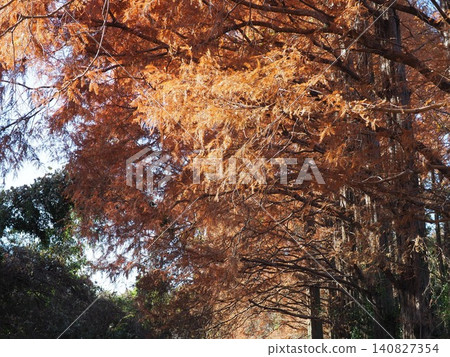 A row of metasequoia trees with autumn foliage; a forest scene; copy space; background; a space that blends with nature. A row of metasequoia trees with autumn foliage; a forest scene; copy space; background; a space that blends with nature. 140827354