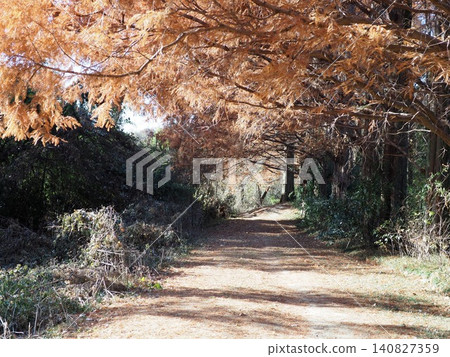 一排秋葉斑駁的水杉樹;森林景觀;留白;背景;與大自然融為一體的空間。 一排秋葉斑駁的水杉樹;森林景觀;留白;背景;與大自然融為一體的空間。 140827359
