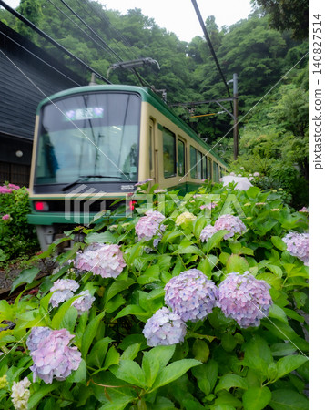 A local train running through a seaside town and hydrangeas in the rainy season A local train running through a seaside town and hydrangeas in the rainy season 140827514