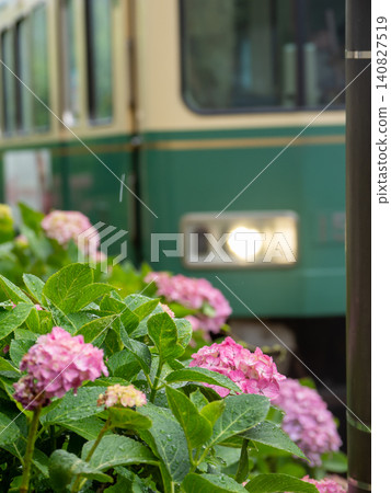 A local train running through a seaside town and hydrangeas in the rainy season A local train running through a seaside town and hydrangeas in the rainy season 140827519