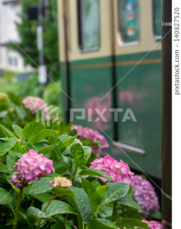 A local train running through a seaside town and hydrangeas in the rainy season A local train running through a seaside town and hydrangeas in the rainy season 140827520