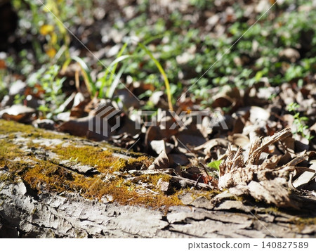 Pine cones among fallen leaves - perfect for describing products in a natural setting. Background/Copy space. Pine cones among fallen leaves - perfect for describing products in a natural setting. Background/Copy space. 140827589