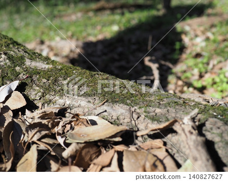 Pine cones among fallen leaves - perfect for describing products in a natural setting. Background/Copy space. Pine cones among fallen leaves - perfect for describing products in a natural setting. Background/Copy space. 140827627