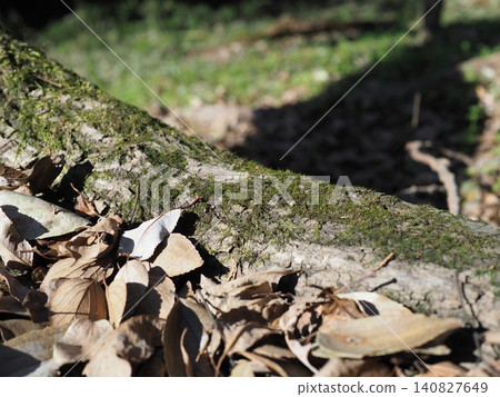 Pine cones among fallen leaves - perfect for describing products in a natural setting. Background/Copy space. Pine cones among fallen leaves - perfect for describing products in a natural setting. Background/Copy space. 140827649