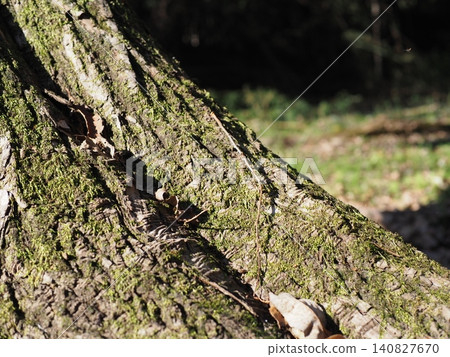 Pine cones among fallen leaves - perfect for describing products in a natural setting. Background/Copy space. Pine cones among fallen leaves - perfect for describing products in a natural setting. Background/Copy space. 140827670