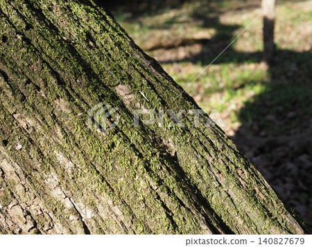 Pine cones among fallen leaves - perfect for describing products in a natural setting. Background/Copy space. Pine cones among fallen leaves - perfect for describing products in a natural setting. Background/Copy space. 140827679