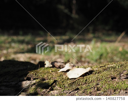 苔蘚鋪成的地毯，樹梢，感受大自然的環繞，留白，背景，一片苔蘚覆蓋的綠色世界 140827758