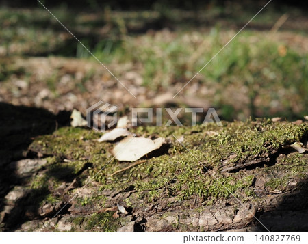 A carpet of moss, treetops, feeling nature all around you, copy space, background, a moss green world A carpet of moss, treetops, feeling nature all around you, copy space, background, a moss green world 140827769