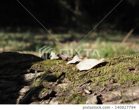 A carpet of moss, treetops, feeling nature all around you, copy space, background, a moss green world A carpet of moss, treetops, feeling nature all around you, copy space, background, a moss green world 140827794