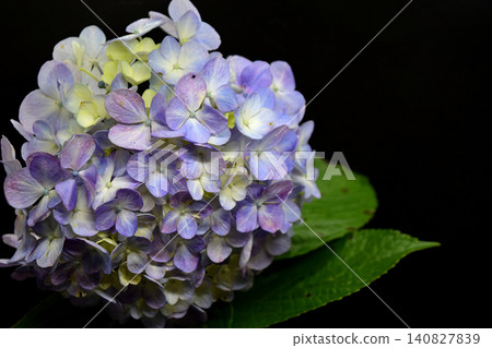 Hydrangea floating on a black background Hydrangea floating on a black background 140827839
