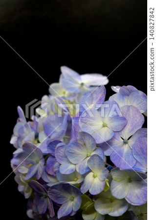 繡球花漂浮在黑色的背景上 140827842