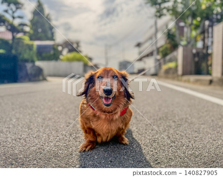 A miniature dachshund smiles during a walk. A miniature dachshund smiles during a walk. 140827905