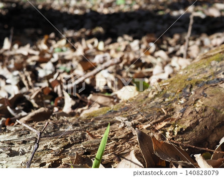 Forest scenery, background, perfect for copy space, playing with nature, moss art, sunbathing, in the forest. 140828079