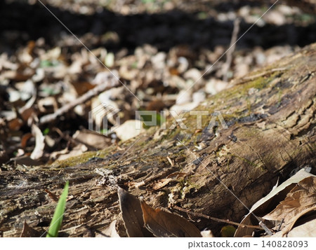 Forest scenery, background, perfect for copy space, playing with nature, moss art, sunbathing, in the forest. Forest scenery, background, perfect for copy space, playing with nature, moss art, sunbathing, in the forest. 140828093