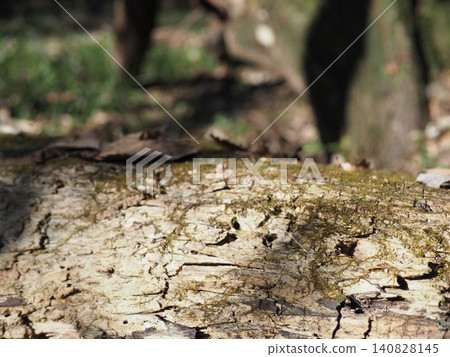 Forest scenery, background, perfect for copy space, playing with nature, moss art, sunbathing, in the forest. Forest scenery, background, perfect for copy space, playing with nature, moss art, sunbathing, in the forest. 140828145