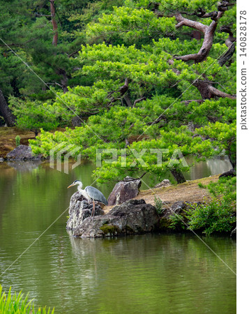 A heron and a pine tree standing in the garden of Kinkaku-ji Temple. A heron and a pine tree standing in the garden of Kinkaku-ji Temple. 140828178