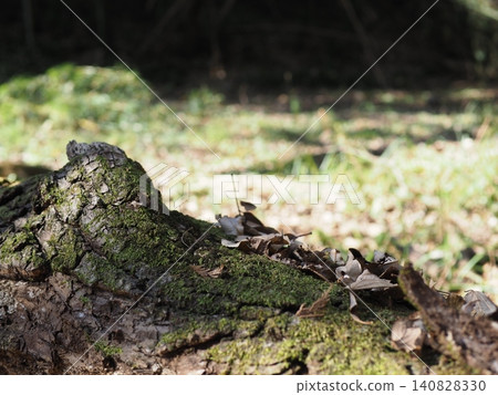 Tree trunks, a world of light and shadow, copy space in the forest, background, a world that shines on a root table Tree trunks, a world of light and shadow, copy space in the forest, background, a world that shines on a root table 140828330