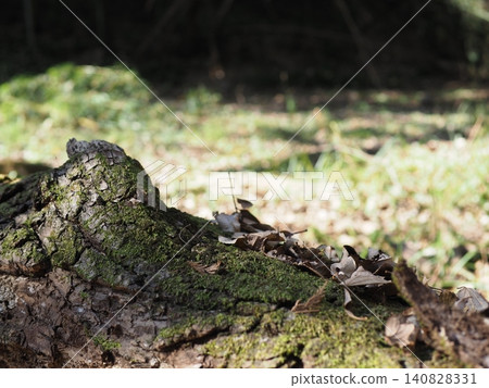 Tree trunks, a world of light and shadow, copy space in the forest, background, a world that shines on a root table Tree trunks, a world of light and shadow, copy space in the forest, background, a world that shines on a root table 140828331