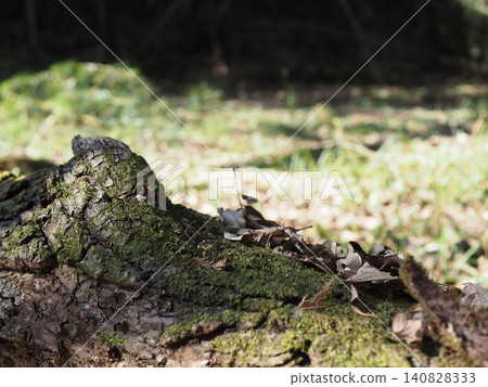 Tree trunks, a world of light and shadow, copy space in the forest, background, a world that shines on a root table Tree trunks, a world of light and shadow, copy space in the forest, background, a world that shines on a root table 140828333