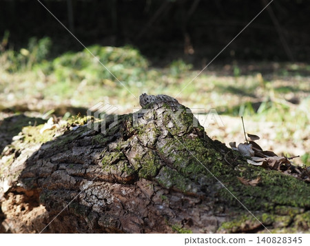 Tree trunks, a world of light and shadow, copy space in the forest, background, a world that shines on a root table Tree trunks, a world of light and shadow, copy space in the forest, background, a world that shines on a root table 140828345