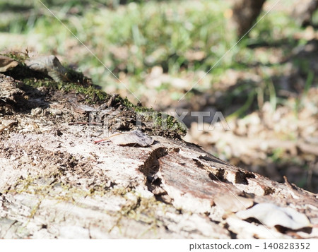 Tree trunks, a world of light and shadow, copy space in the forest, background, a world that shines on a root table 140828352